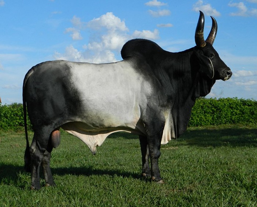 Imagem de ESCULTOR