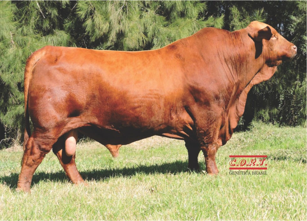 Imagem de URUCUM