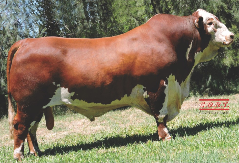 Imagem de BENGALA