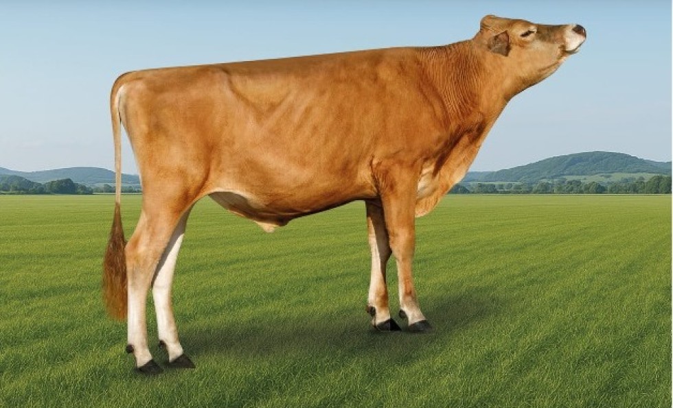 Imagem de LEKKER-PP