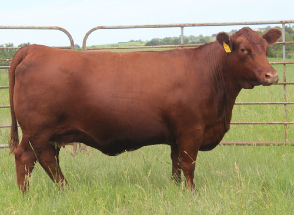 Imagem de STOCKYARD