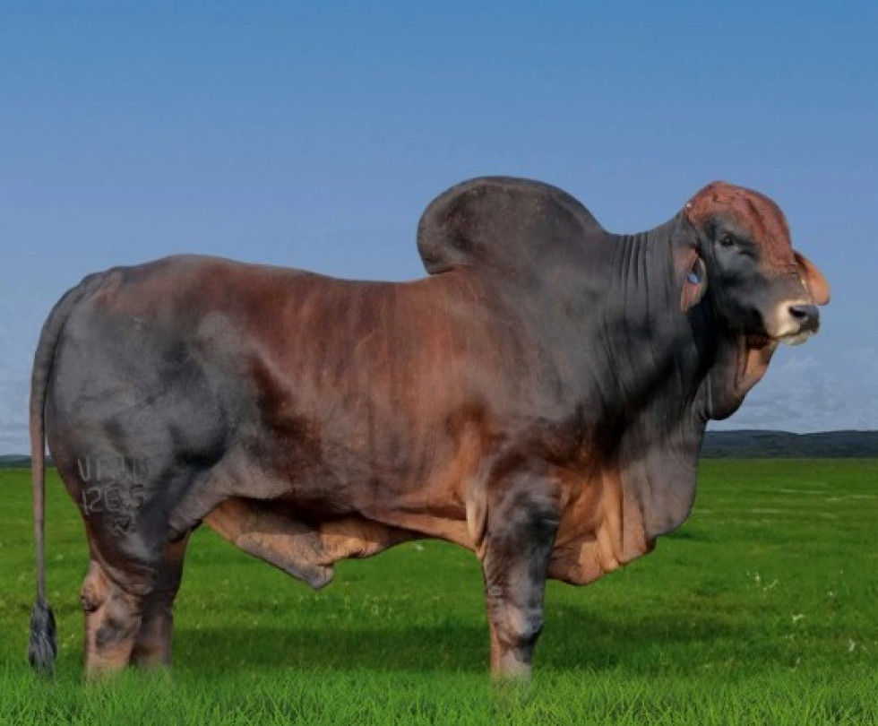 Imagem de VPJ DONKIN
