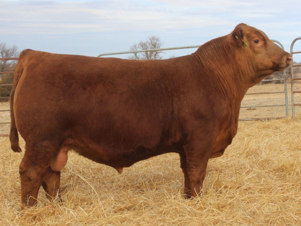 Imagem de STOCKYARD