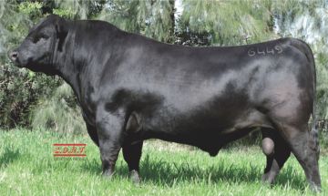 SILVESTRE