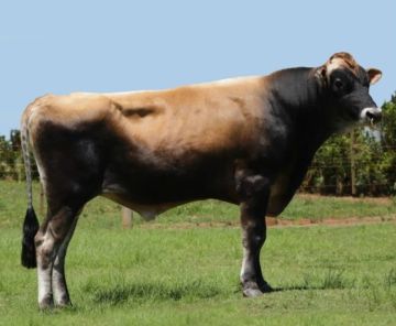 MISTER BULL